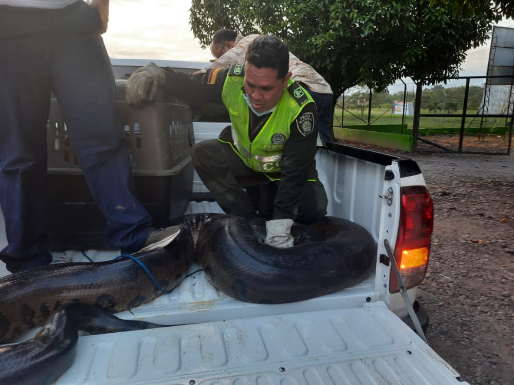  rescate_anaconda1