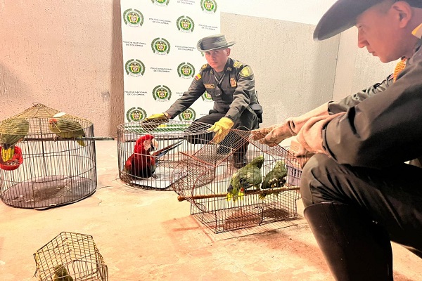 Aves rescatadas