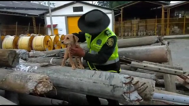 Rescate de canino 