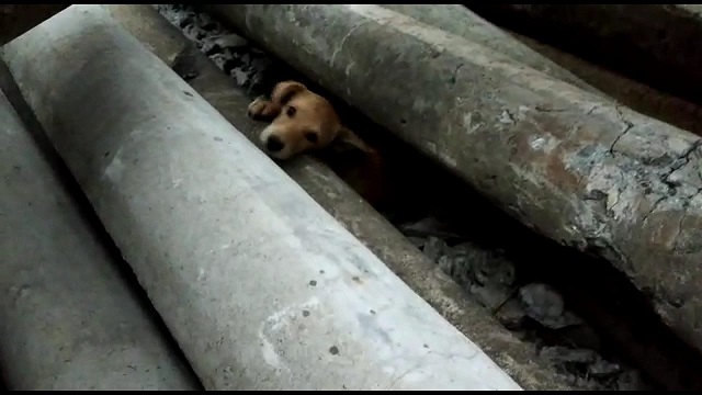 Rescate de canino 