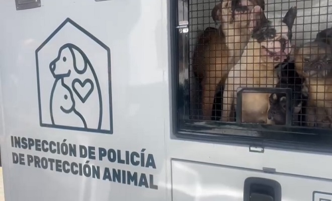 Rescate de caninos en Medellin