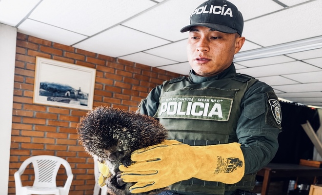 Policía sujetando en sus manos un puercoespín rescatado 