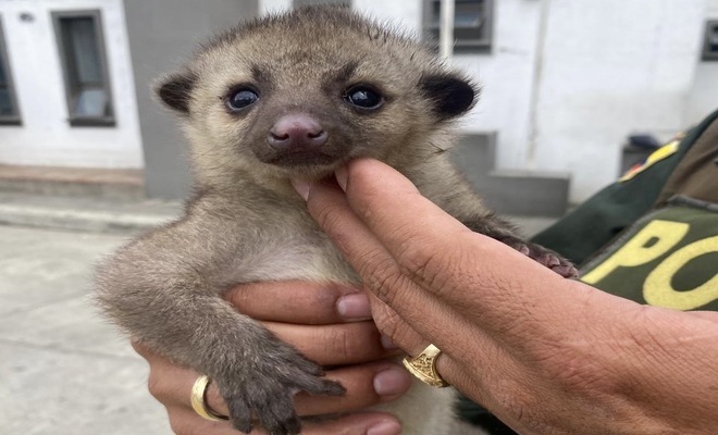 Recuperado un ejemplar de fauna silvestre durante operativo de protecci&oacute;n ambiental