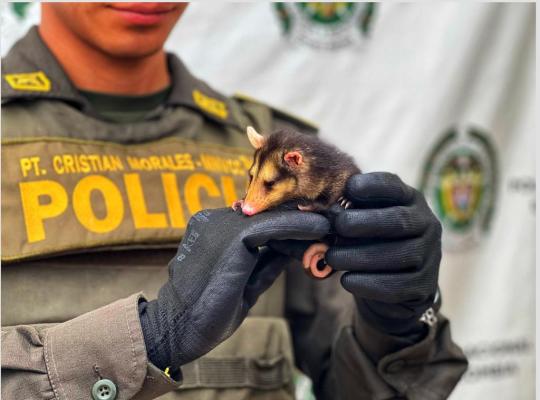 Promueven la protección a la fauna y flora 