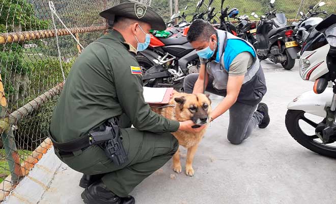 revisión de perro