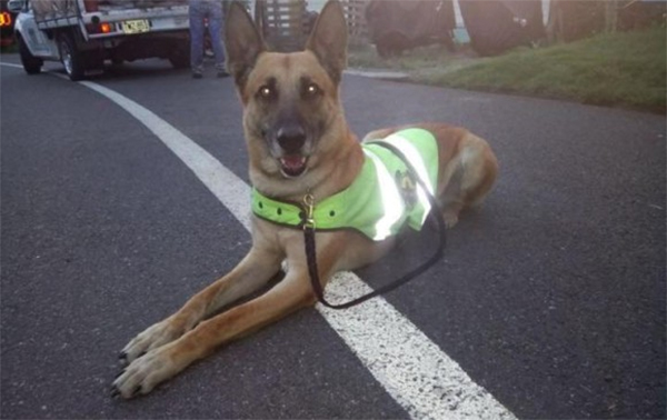 spyke-perro-policia-colombia