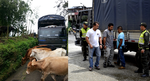 121114-vamos seguros-hurto a ganado-pereira