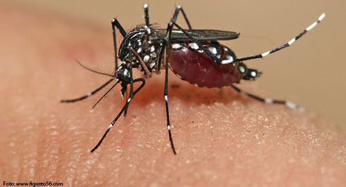 060115-virus-chikungunya