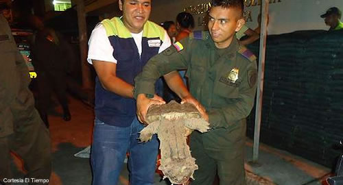 tortuga_matamata