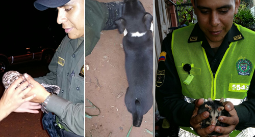 PATRULLERO-PROTECCION-ANIMALES-MALTRATO-ADOPCION-MASCOTAS