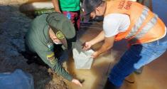 Liberación de peces en río Inírida