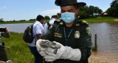 Policía-Nacional-reubicó-y-liberó-animales-silvestres-que-se-encontraban-en-cautiverio-1
