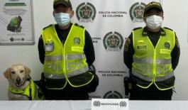 Actividades de registro y control permiten la incitación de 193 gramos de marihuana Actividades de registro y control permiten la incitación de 193 gramos de marihuana