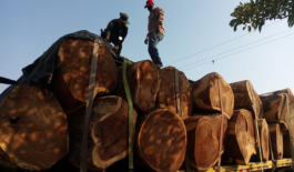 30-mts-cúbicos-de-madera-incautados 30-mts-cúbicos-de-madera-incautados