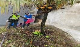 32 kilos de caracol gigante fueron hallados en barrio los castillos de Quibdó 32 kilos de caracol gigante fueron hallados en barrio los castillos de Quibdó