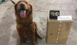 Con apoyo de un canino de antinarcóticos policía interceptó sustancias alucinógenas con destino a la cárcel de Acacías-Meta Incautamos sustancias alucinógenas con destino a la cárcel de Acacías-Meta