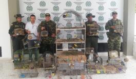 Controles-al-tráfico-ilegal-de-fauna-en-el-Cesar Controles-al-tráfico-ilegal-de-fauna-en-el-Cesar