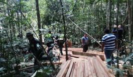 deforestación