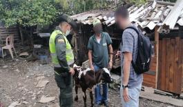 el animal se encuentra en mal estado de salud Incautado bovino en Santa Rosa de Cabal