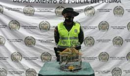 Incrementamos activiades contra la tenencia de animales silvestres