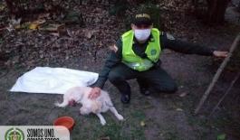 “Monito” se ha convertido en el mejor amigo de los Policías de Rovira “Monito” se ha convertido en el mejor amigo de los Policías de Rovira