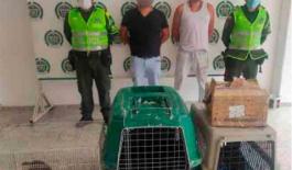 Policía Nacional rescata a 1200 tortuguillos y 4 Micos policia-magdalena-medio-capturados-faunasilvestre