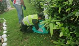 En el Tolima logramos poner a salvo un zorro el cual se encontraba en lamentables condiciones de salud sobre la vía pública
