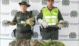 Rescatamos 11 iguanas que iban hacer comercializadas Rescatamos 11 iguanas que iban hacer comercializadas
