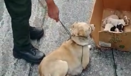 Llevaban varios días abandonados en un lugar de difícil acceso Oportuno llamado de la comunidad permitió el rescate de una canina y sus seis cachorros