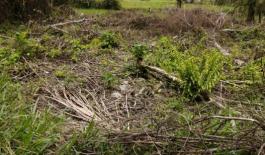 Utilizando una motosierra taló cerca de una hectárea de bosque en zona rural de Granada Utilizando-una-motosierra-taló-cerca-de-una-hectárea-de-bosque-en-zona-rural-de-Granada-3