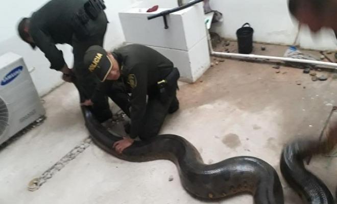 Rescatamos a delfín rosado y anaconda de más de cuatro metros en Amazonas |  Policía Nacional de Colombia